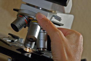 Die Organoide werden im Mikroskop untersucht
