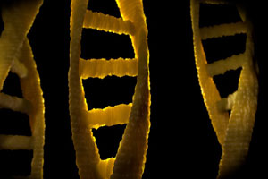 Die massenhafte Vermehrung der Phagen-DNA bringt das Bakterium zum Platzen